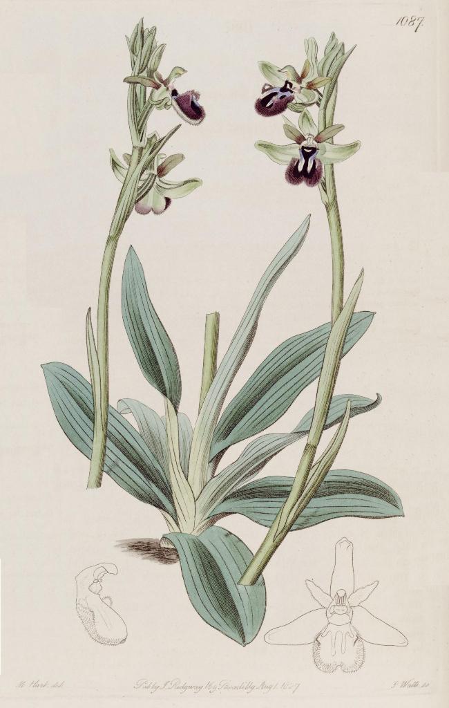 Ophrys incubacea subsp vivarensis (?)